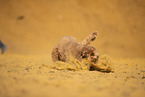 Goldendoodle