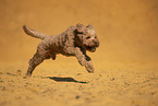 Goldendoodle