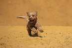 Goldendoodle