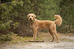 Goldendoodle