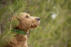 Goldendoodle