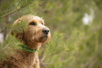 Goldendoodle