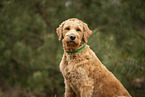 Goldendoodle