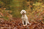 Goldendoodle