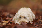 Goldendoodle