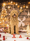 Goldendoodle