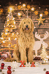 Goldendoodle