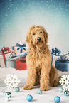 Goldendoodle