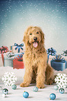 Goldendoodle