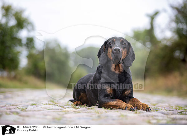 Gonczy Polski / Gonczy Polski / MW-17233