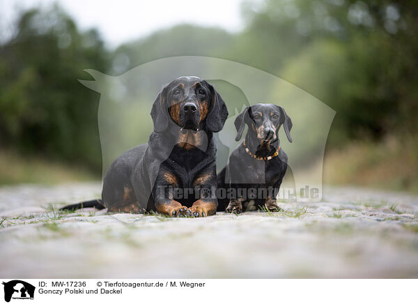 Gonczy Polski und Dackel / Gonczy Polski with Dachshund / MW-17236