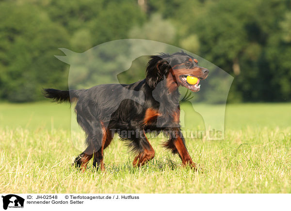 rennender Gordon Setter / JH-02548