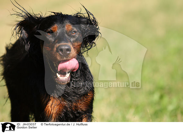 Gordon Setter / JH-03037