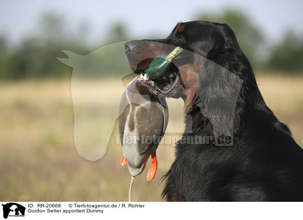 Gordon Setter apportiert Dummy / Gordon Setter retrieves dummy / RR-20668