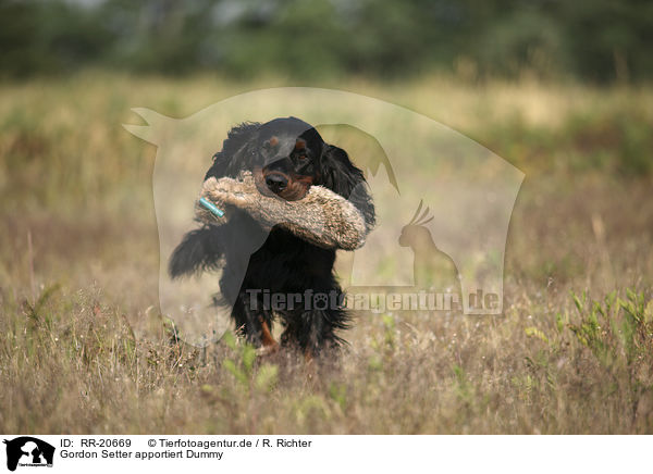 Gordon Setter apportiert Dummy / Gordon Setter retrieves dummy / RR-20669