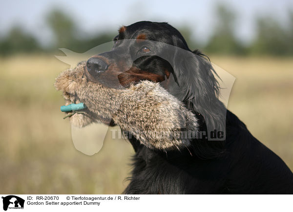 Gordon Setter apportiert Dummy / RR-20670