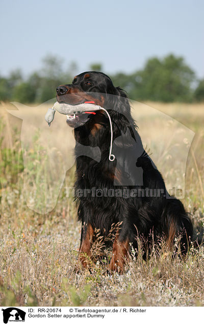 Gordon Setter apportiert Dummy / Gordon Setter retrieves dummy / RR-20674
