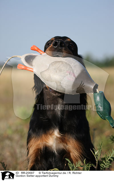 Gordon Setter apportiert Dummy / Gordon Setter retrieves dummy / RR-20687