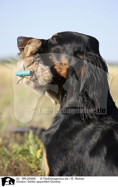Gordon Setter apportiert Dummy / Gordon Setter retrieves dummy / RR-20689