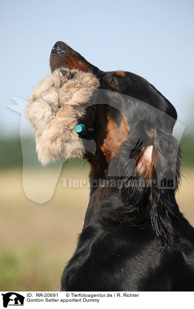 Gordon Setter apportiert Dummy / RR-20691