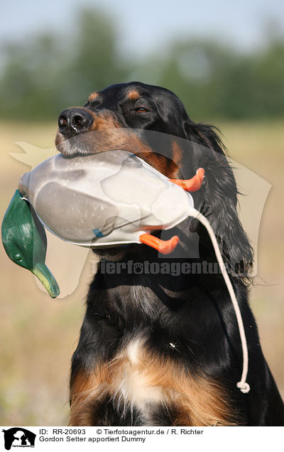 Gordon Setter apportiert Dummy / RR-20693