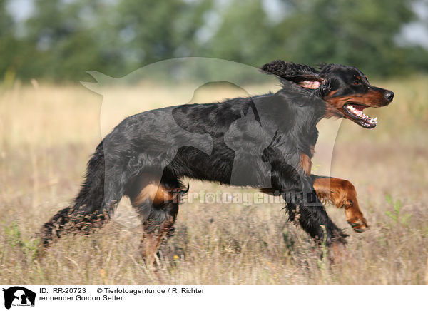 rennender Gordon Setter / running Gordon Setter / RR-20723