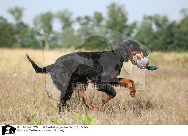 Gordon Setter apportiert Dummy / RR-20725