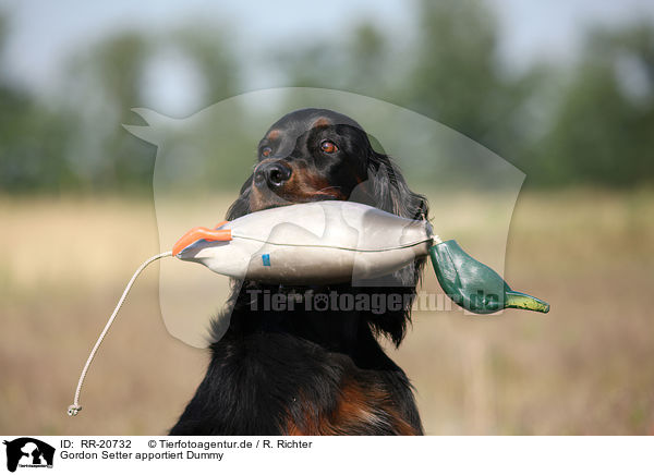 Gordon Setter apportiert Dummy / Gordon Setter retrieves dummy / RR-20732