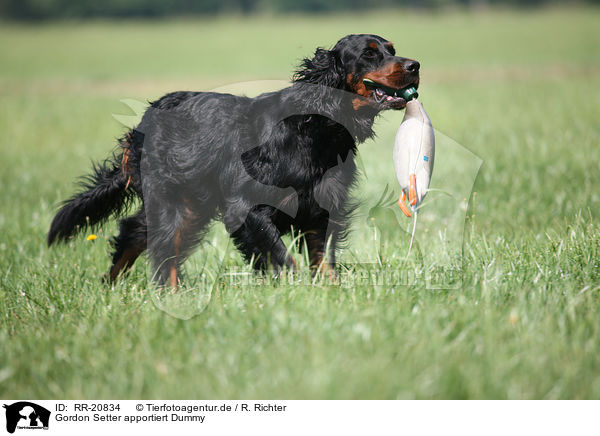 Gordon Setter apportiert Dummy / Gordon Setter retrieves dummy / RR-20834