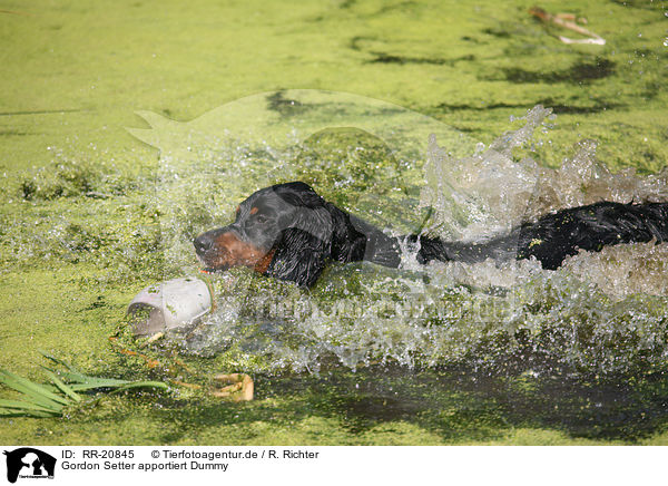 Gordon Setter apportiert Dummy / Gordon Setter retrieves dummy / RR-20845