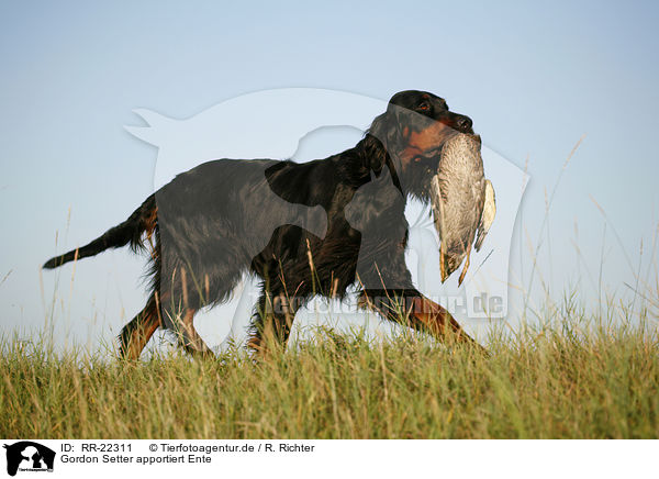 Gordon Setter apportiert Ente / Gordon Setter retrieves duck / RR-22311
