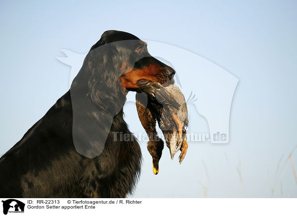 Gordon Setter apportiert Ente / Gordon Setter retrieves duck / RR-22313