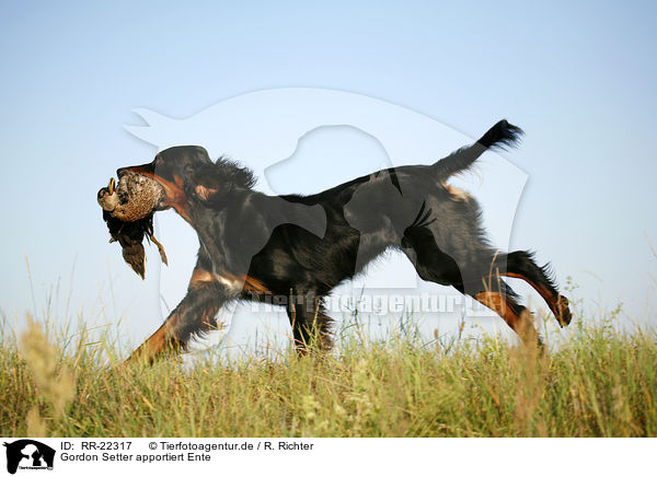 Gordon Setter apportiert Ente / RR-22317