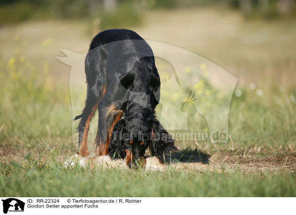 Gordon Setter apportiert Fuchs / RR-22324