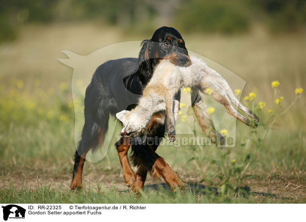 Gordon Setter apportiert Fuchs / Gordon Setter retrieves fox / RR-22325