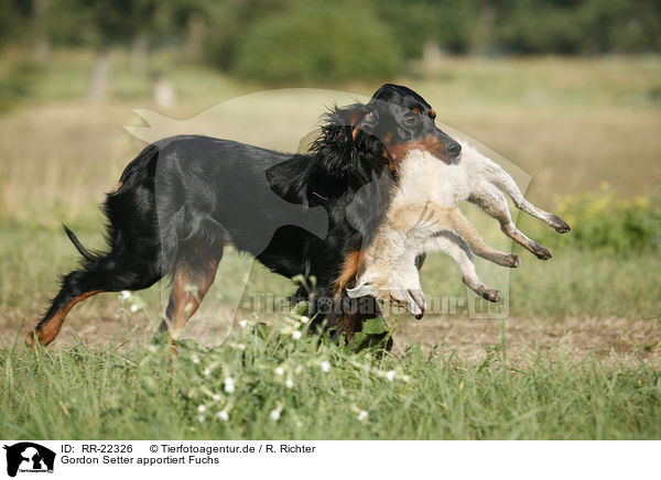 Gordon Setter apportiert Fuchs / RR-22326