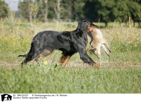 Gordon Setter apportiert Fuchs / Gordon Setter retrieves fox / RR-22327