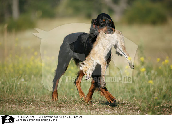 Gordon Setter apportiert Fuchs / RR-22328