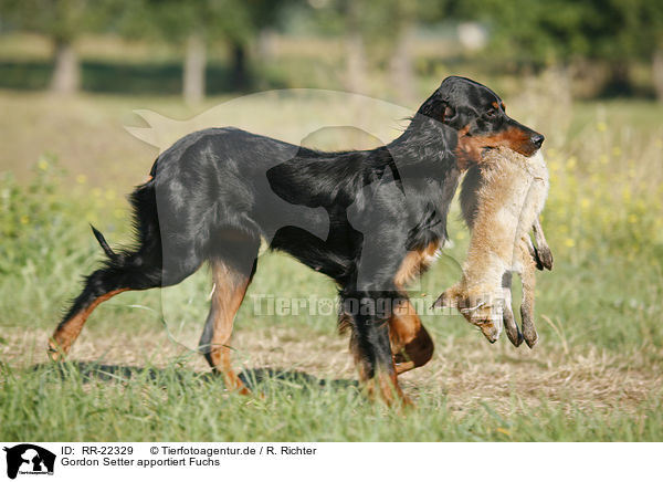 Gordon Setter apportiert Fuchs / Gordon Setter retrieves fox / RR-22329