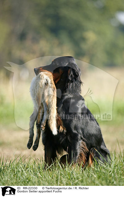 Gordon Setter apportiert Fuchs / RR-22330