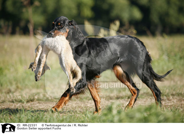 Gordon Setter apportiert Fuchs / RR-22331