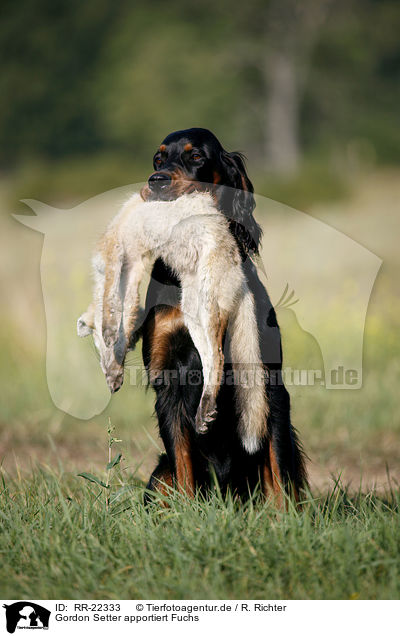 Gordon Setter apportiert Fuchs / Gordon Setter retrieves fox / RR-22333
