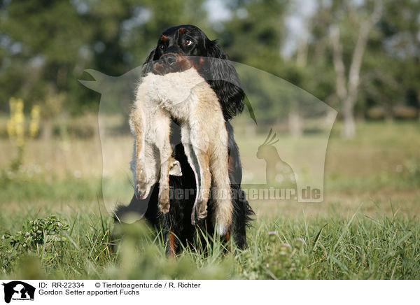 Gordon Setter apportiert Fuchs / RR-22334