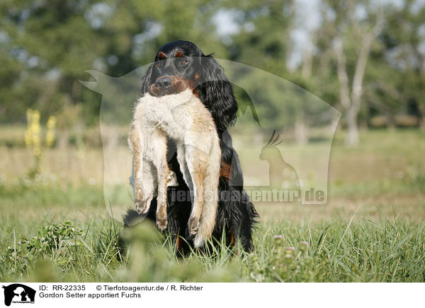 Gordon Setter apportiert Fuchs / RR-22335