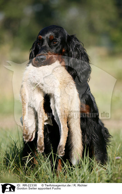 Gordon Setter apportiert Fuchs / RR-22336