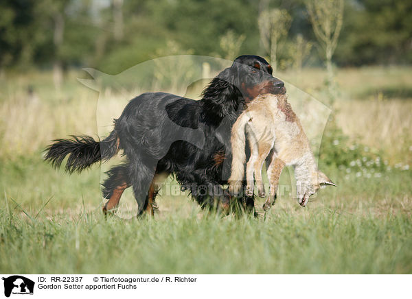 Gordon Setter apportiert Fuchs / Gordon Setter retrieves fox / RR-22337