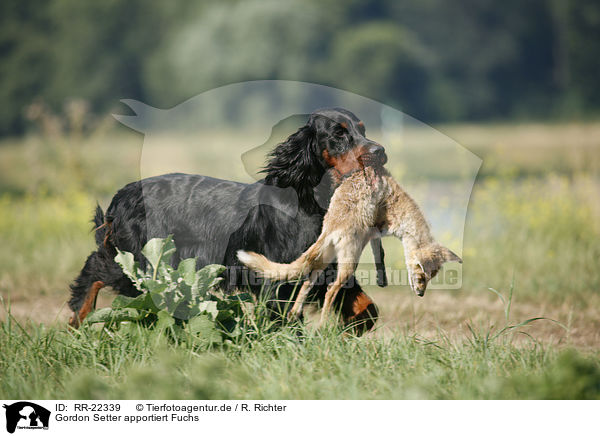 Gordon Setter apportiert Fuchs / RR-22339