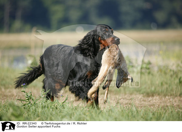 Gordon Setter apportiert Fuchs / RR-22340