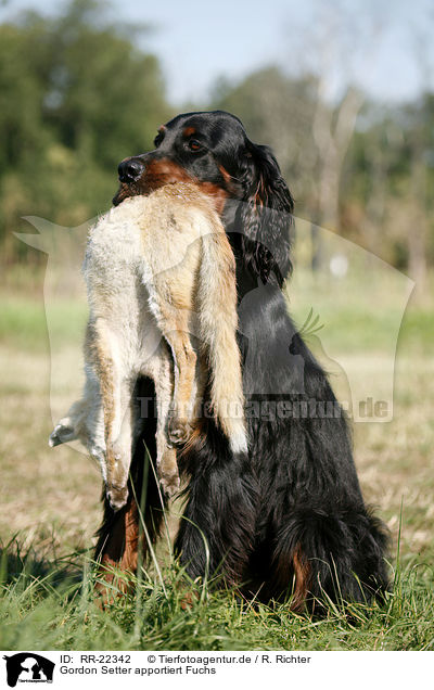 Gordon Setter apportiert Fuchs / RR-22342