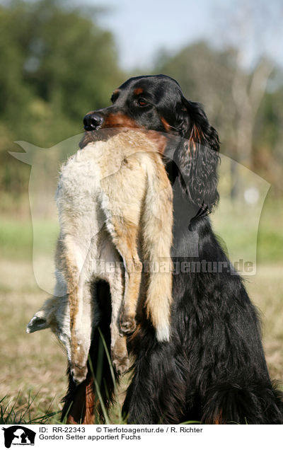 Gordon Setter apportiert Fuchs / RR-22343